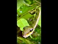 Snake Face Caterpillar Snake Mimic Caterpillar Hemeroplanes Shorts mp3