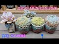 26.05.20.찔레꽃 언니 하엽 음청 잘 떼어요#4주년#분갈이 하는 여자