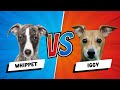 Italian Greyhound vs Whippet Which is Better? Dog vs Dog の動画、YouTube動画。