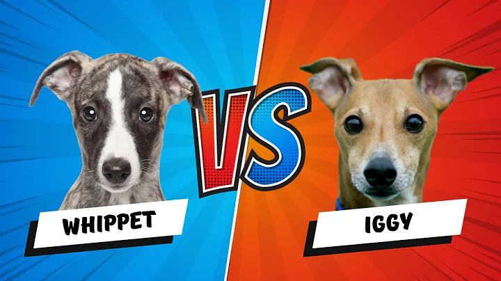 Italian Greyhound vs Whippet Dog: Which is Better? Dog vs Dog - DayDayNews