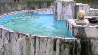 ホッキョクグマ ララとアイラのビッグウェーブ~Polar Bear's big wave