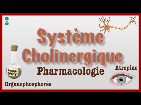Système Cholinergique : Pharmacologie, récepteurs muscariniques, nicotiniques
