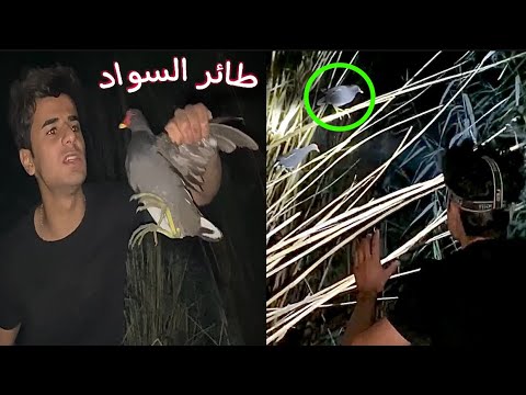 فيديو: صيد الدجاج