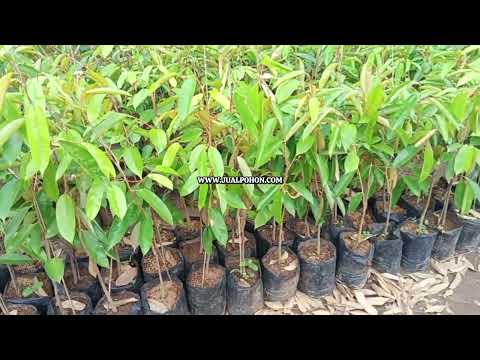 Super Produktif! Bibit Durian Super Tembaga Unggul
