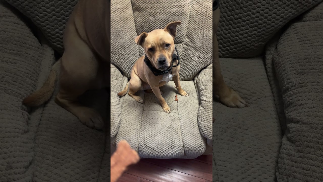 Первое угощение