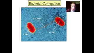 Bacterial Genetics screenshot 5