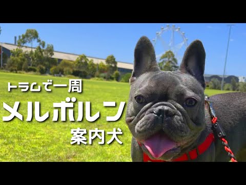 海外旅行気分でメルボルンを路面電車で一周【犬と独身男】