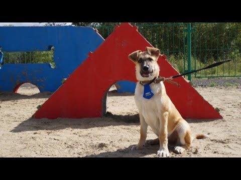 Детям Когалыма хотят ограничить доступ на площадки для выгула собак