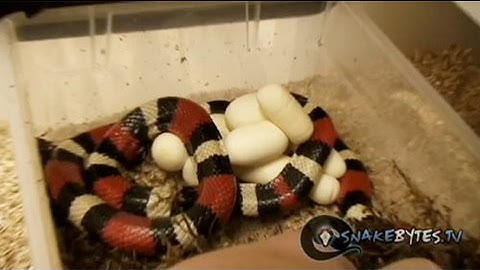 Snake Bytes TV - Snake Eggs and Snake Bites