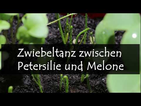Video: Growing Hyacinth Bean Vine: Informationen und Pflege der Hyazinthenpflanze