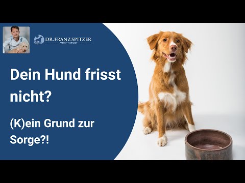 Video: Wie Knochenbrühe einen gesunden Appetit bei kranken Hunden fördern kann