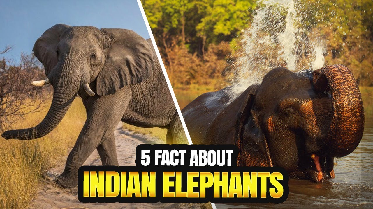 TRUNK-TASTIC! 5 THINGS YOU DIDN