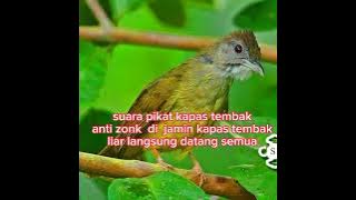 suara pikat burung kapas tembak anti zonk @andickcahkerjo