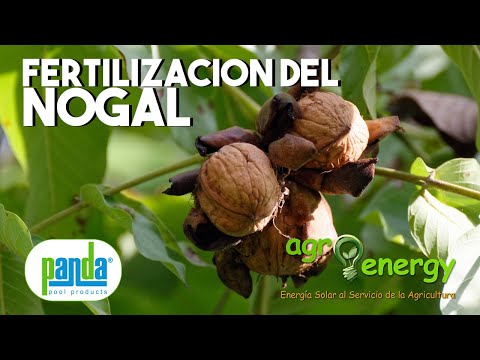 Video: Fertilización de árboles de nueces: cómo y cuándo fertilizar un árbol de nueces