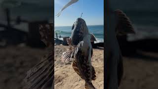 Day 3 Of Fishing in California Until I Catch A Halibut
