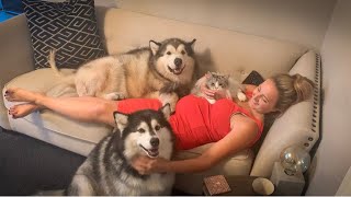 WHEN YOUR DOG KNOWS YOU'RE PREGNANT | CUTEST REACTIONS - YouTube
