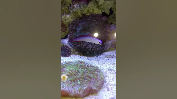 Firefish abdominal wound?