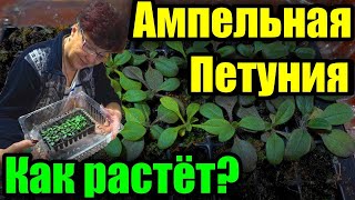 Ампельная петуния 17 дней после всходов. Как поживает?