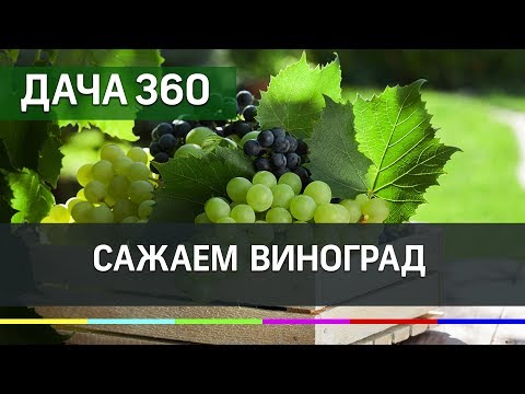 Сажаем виноград - ДАЧА 360