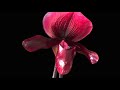 Орхидеи с другой планеты .. мои пафиопедилумы )) все сразу))))