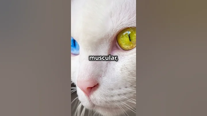 Watch the video about Khao Manee Cats 101 Amazing Cat Facts In 60 Seconds 🐱🕒