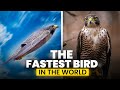 The Fastest Animal on Earth - The Peregrine Falcon