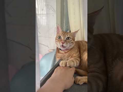 【开朗的菠萝头】當我在貓咪咬我的時候,突然唱哈基米山歌#小猫 #cat #橘猫 #猫咪 #宠物 #shorts