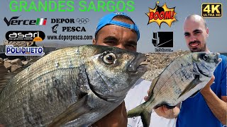 🟢 MUCHA ACTIVIDAD DE GRANDES SARGOS CON EL MAR EN CALMA | BONITA LUCHA SURFCASTING ALMERÍA 🟢