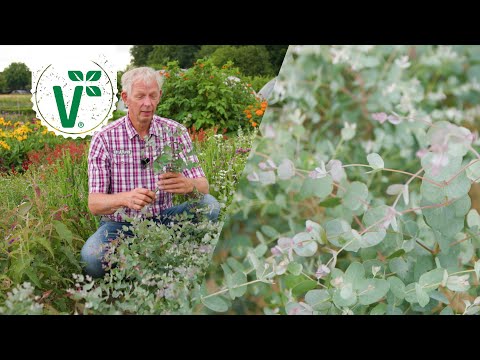 Video: Winterschaden bei Eukalyptus - Wie man kältegeschädigte Eukalyptuspflanzen repariert