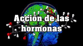 Acción de las hormonas