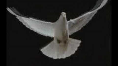 Dove of Peace