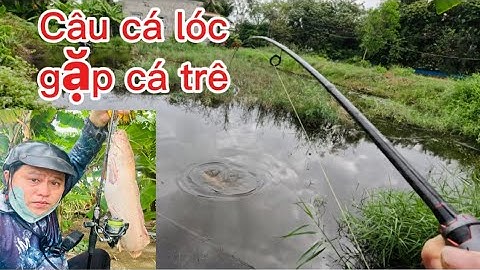 Câu Cá Lóc Gặp Cá Trê Vàng Cần Hi power Cacbon xoắn x toàn thân Máy Deukio Da2 Đồ Câu Đại Ngáo