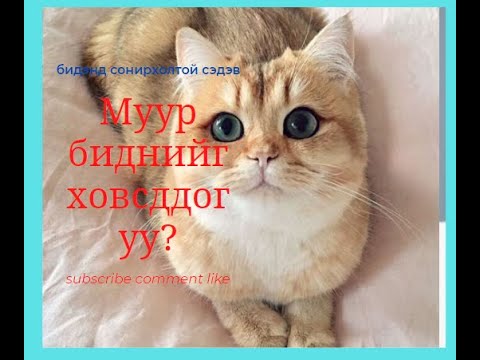 Хобби #3. Муур биднийг ховсддог уу?