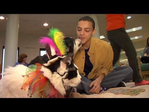 Wideo: Pet Scoop: Cat Study ogłusza naukowców, Therapy Dog pomaga kobietom w pracy