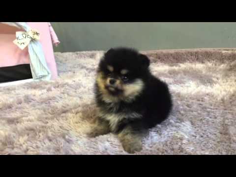 Cute Cute Pomeranian Puppies Black