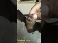 Something Crazy. A Vampire bat is found in my room