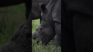 #wildlife #adventure #luxurysafari #tourism #tour #uk