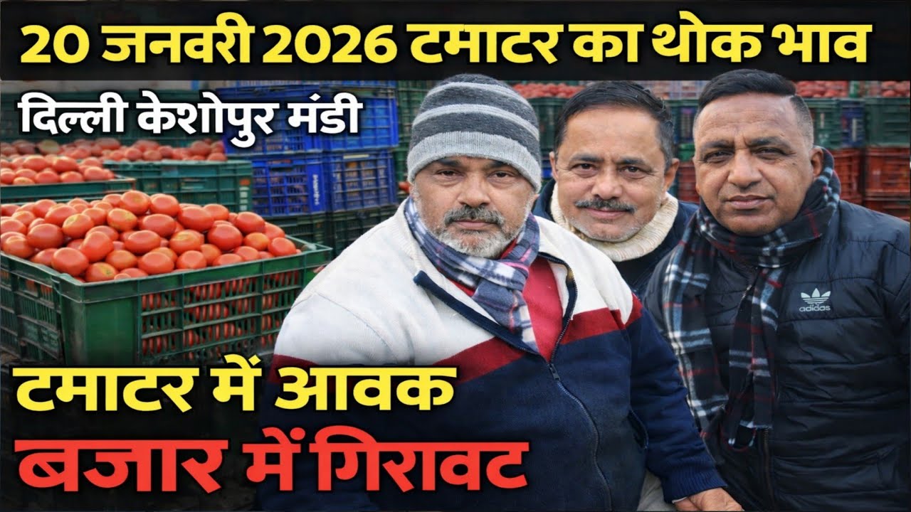 20 Jan 2026 Delhi 🍅 टमाटर होलसेल भाव | Keshopur Mandi | Today Tomato Rate 
