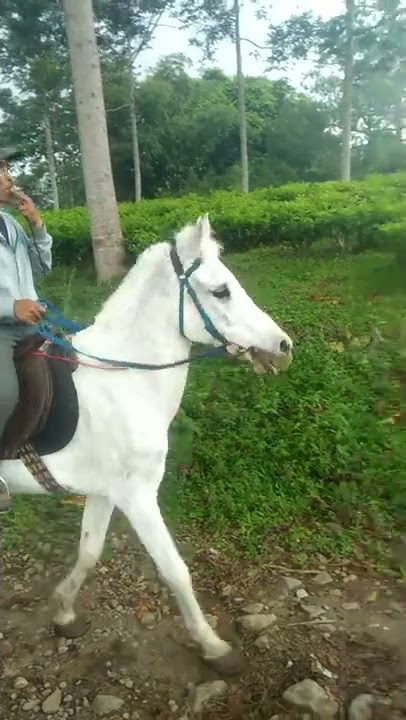 PENDEKAR BERKUDA PENGUASA KEBUN TEH😁#kudaputih