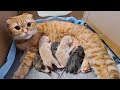 В ШОКЕ! Кошка Фокси родила 5 котят! Как это было? Даринелка питомцы влог котенок Фокси
