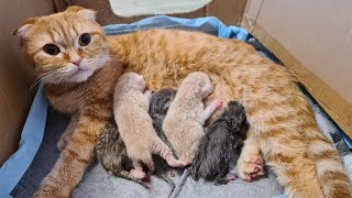 IN SHOCK! The cat Foxy gave birth to 5 kittens! What was it like? Darinelka pets vlog kitty Foxy