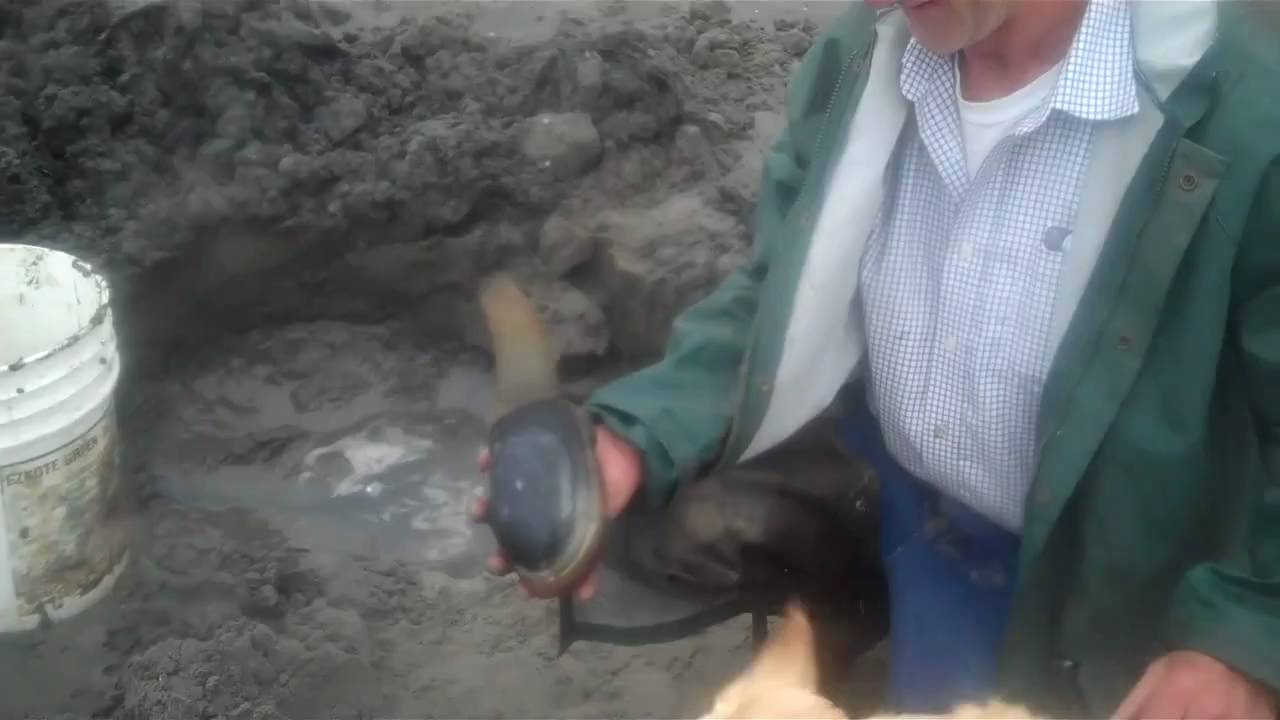 Clam Digger Jim's Geoduck Clam YouTube