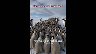 The Greatest Father on Earth – The Emperor Penguin’s Ultimate Sacrifice ApexTrails
