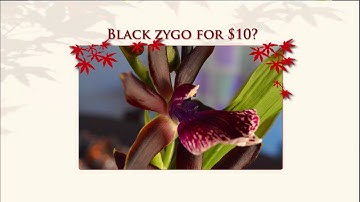 Black Zygo from Trader Joe