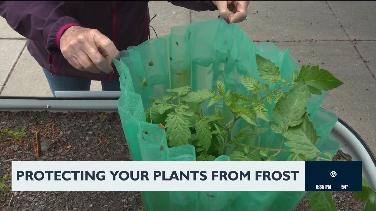 Protecting your plants from frost - YouTube
