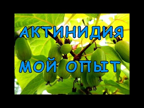 Актинидия на моем участке - неудачный опыт......