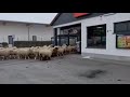 ‘Stupid but cute’: Herd of sheep storm into German supermarket