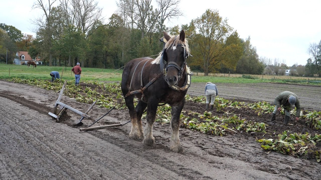 Small-scale cultivation of chicory