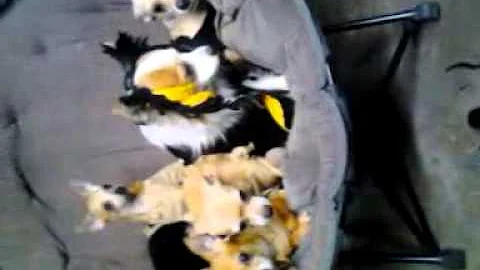 Native American chihuahuas