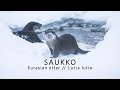 Saukko, Eurasian otter // Lutra lutra - I WAS LUCKY!